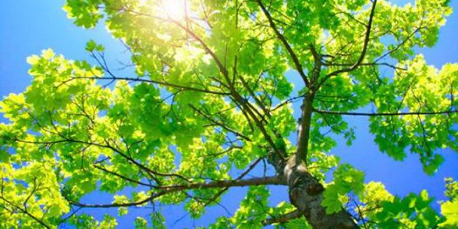 La provincia solicita la elaboración de planes de arbolado a municipios y comunas