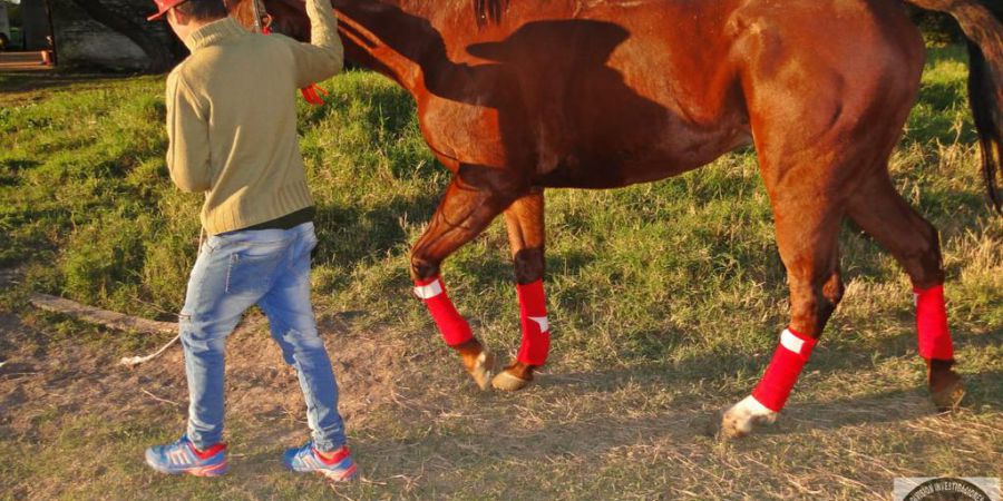 Recuperan en Vera un caballo de carreras robado en Entre Ríos