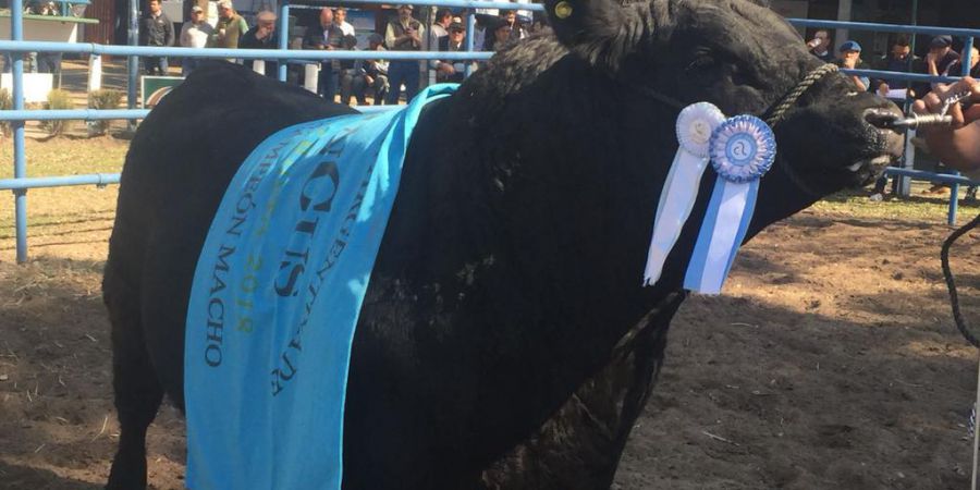 Con  el remate de ganado mayor finalizo la exitosa 84 Expo  Rural de Reconquista