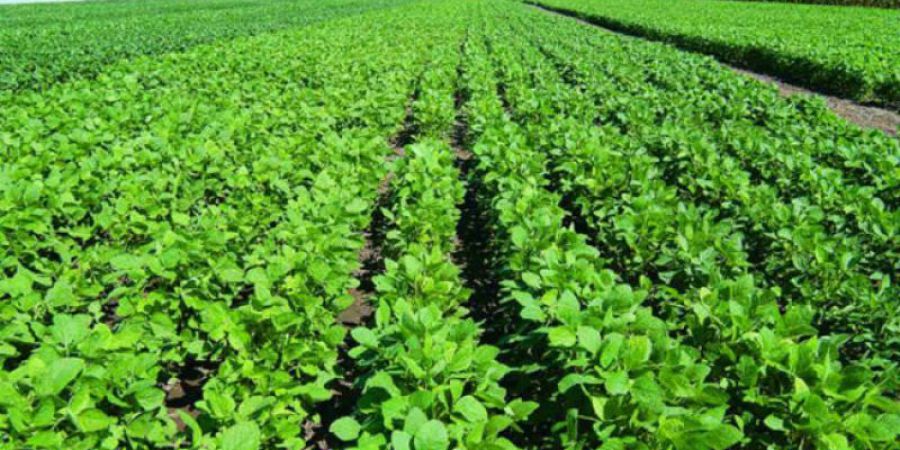 Comenzó la siembra de la soja de primera, bajo buenas condiciones de humedad y temperatura