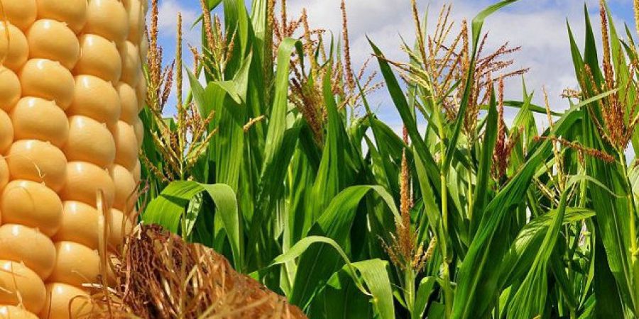 Aún no se cosechó el 35% del maíz de segunda