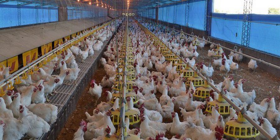 El frigorífico avícola de la Unión Agrícola de Avellaneda habilitado para  exportar a China