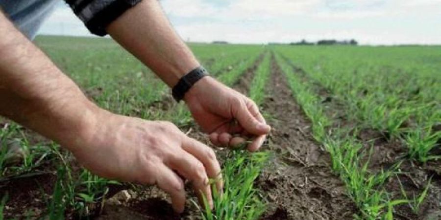 Campaña de trigo: el 92% de los cultivares en estado bueno a muy bueno y con lotes excelentes