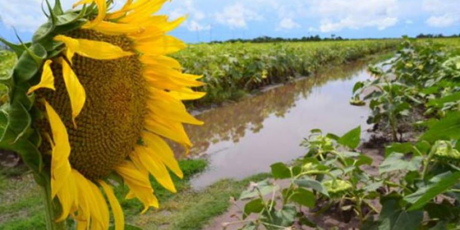 Óptimas condiciones ambientales para el desarrollo de la campaña agrícola 2019-2020