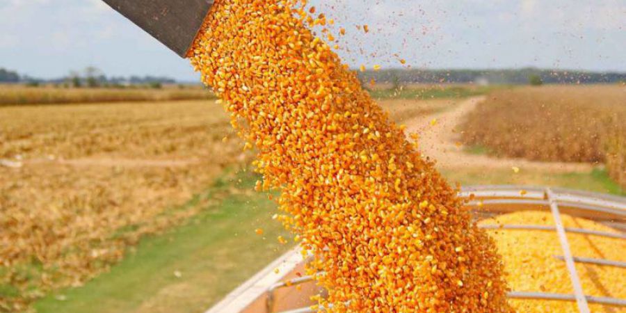 Rindes alentadores del maíz en el sureste departamental