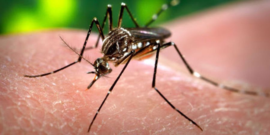 Sigue creciendo la cantidad de casos de dengue en Reconquista. Ya totalizan 16 y la mayoría son autóctonos