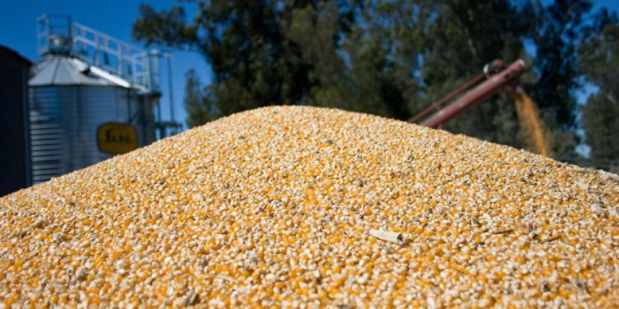 Retomaron la siembra de maíz y girasol en el centro-norte de Santa Fe