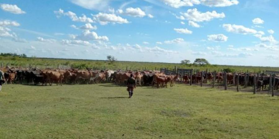 Robo del siglo en el norte santafesino: detuvieron a tres hombres y secuestraron más de 400 animales