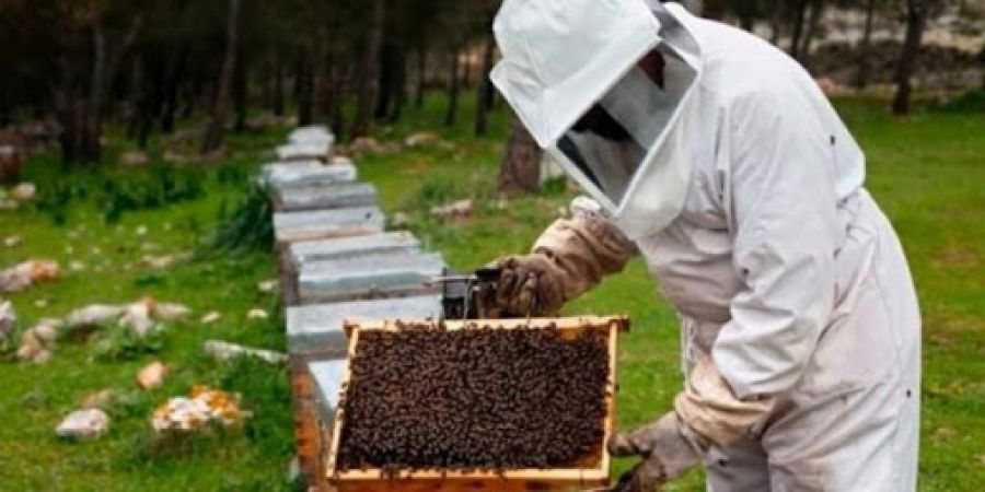 Agricultura impulsa la campaña federal «Más miel todo el año»