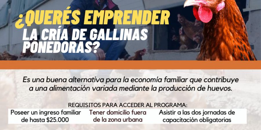 ¿Querés emprender la cría de gallinas ponedoras?