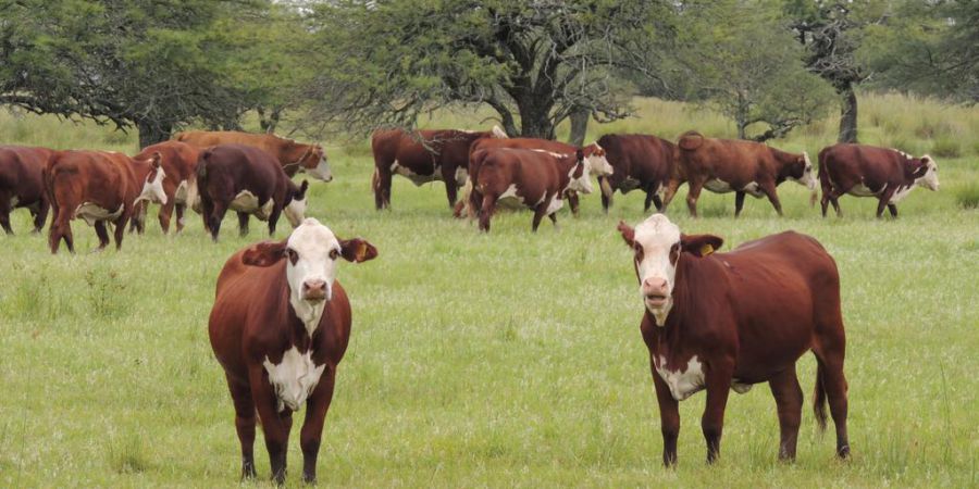 La provincia abrió la inscripción al Programa Carnes Santafesinas 2030 a productores ganaderos del norte provincial
