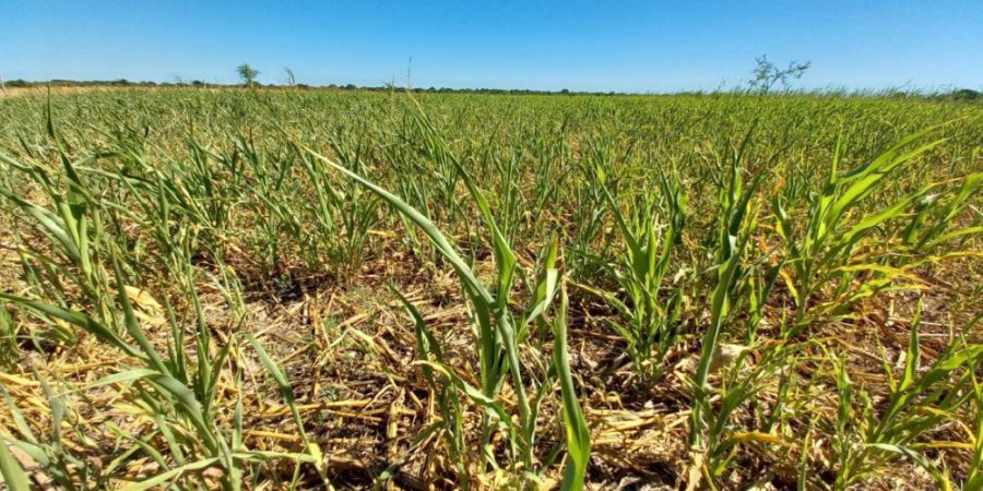 Provincia extiende plazos para tramitar emergencia agropecuaria