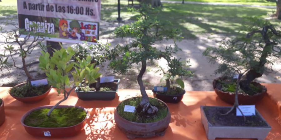 Se viene la 5ta Expo Bonsai