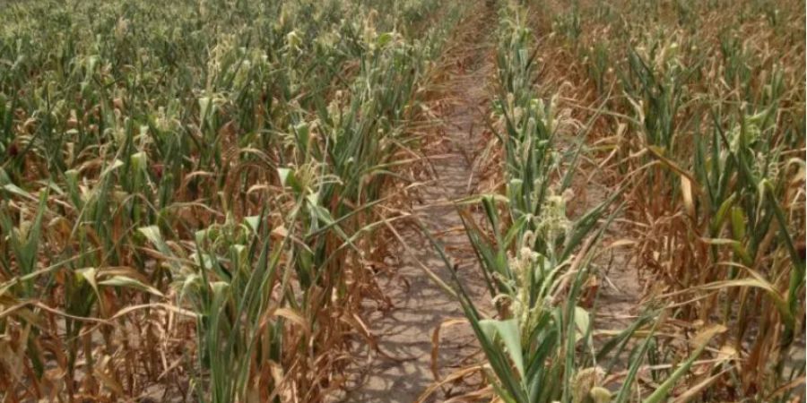 Productores santafesinos frenan siembra de maíz y soja por falta de lluvias