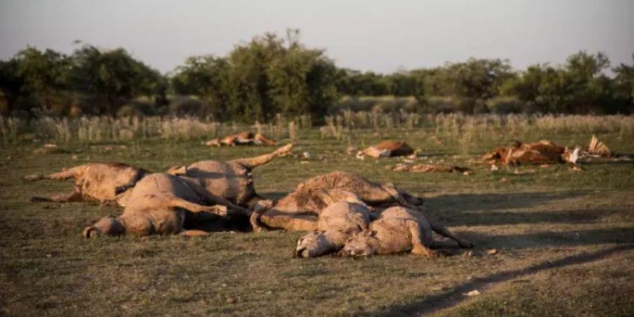 Dramática situación por la sequía en la provincia