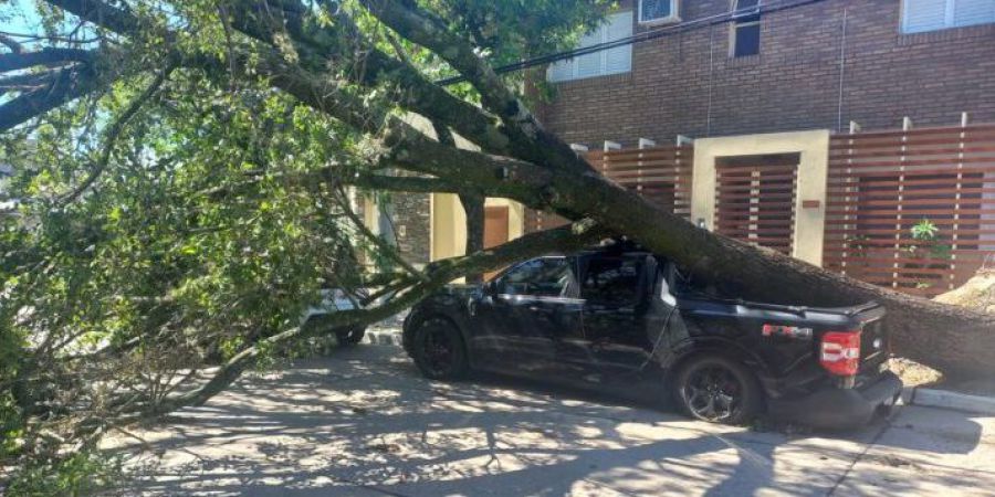 Cayó un árbol sobre una camioneta que estaba en la calle