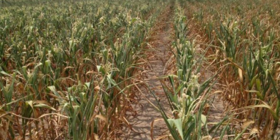 Se cerró una de las peores campañas maiceras en el centro norte de Santa Fe