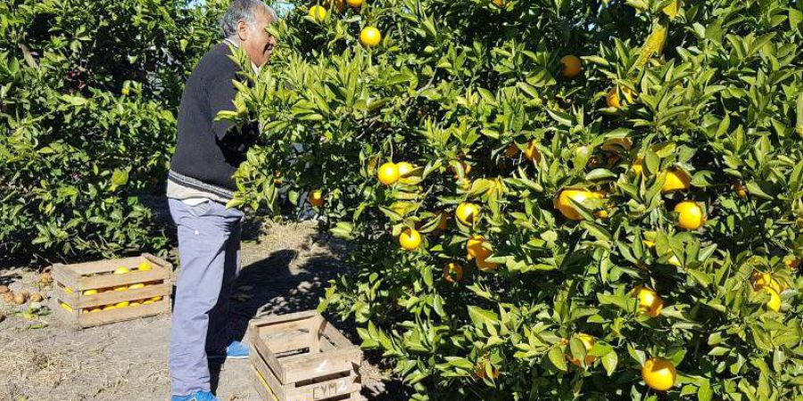 Senasa detectó HLB en Malabrigo, una gran amenaza para los cítricos