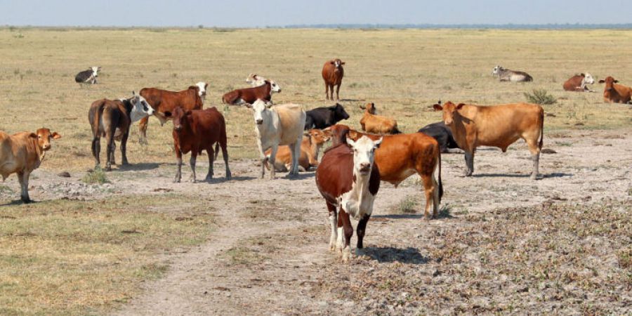Declararon la emergencia agropecuaria para los departamentos del norte
