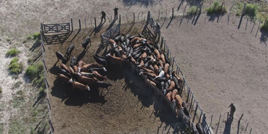 La Guardia Rural “Los Pumas” logró recuperar 77 animales vacunos